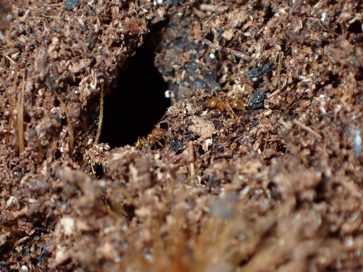 c90UEGv3HUTi5oz's tweet image. #アズマオオズアリ
#Pheidole fervida

もうすっかり冬ですねぇ

外が寒過ぎるので、部屋で自然を観察しております😅

アズマさんも冬支度を済ませたようで、地面を歩く個体はまばらとなりましたけど、巣を出入りする姿はまさに現地を切り取ってきたかのようで癒されます😊