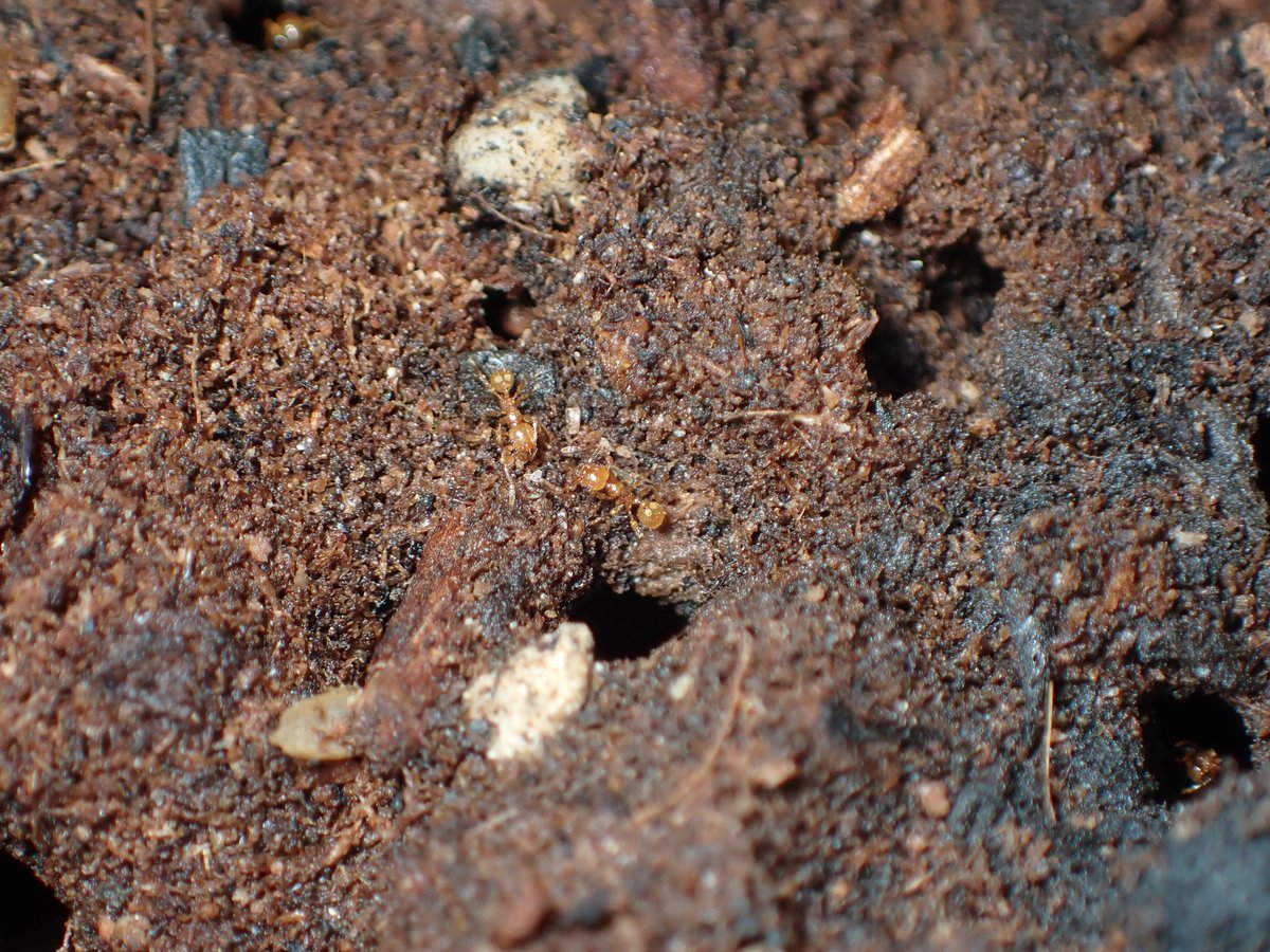 c90UEGv3HUTi5oz's tweet image. #アズマオオズアリ
#Pheidole fervida

もうすっかり冬ですねぇ

外が寒過ぎるので、部屋で自然を観察しております😅

アズマさんも冬支度を済ませたようで、地面を歩く個体はまばらとなりましたけど、巣を出入りする姿はまさに現地を切り取ってきたかのようで癒されます😊