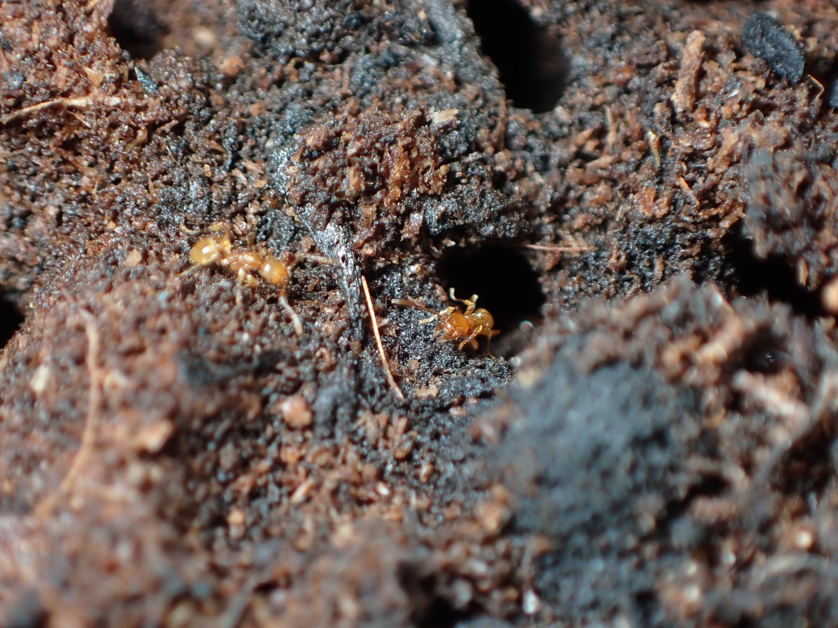 c90UEGv3HUTi5oz's tweet image. #アズマオオズアリ
#Pheidole fervida

もうすっかり冬ですねぇ

外が寒過ぎるので、部屋で自然を観察しております😅

アズマさんも冬支度を済ませたようで、地面を歩く個体はまばらとなりましたけど、巣を出入りする姿はまさに現地を切り取ってきたかのようで癒されます😊