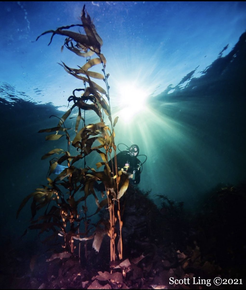 Keen to help restore giant kelp forests in Tasmania?

This job <a href="/nature_org/">The Nature Conservancy</a> could be for you:
ethicaljobs.com.au/members/TheNat…
