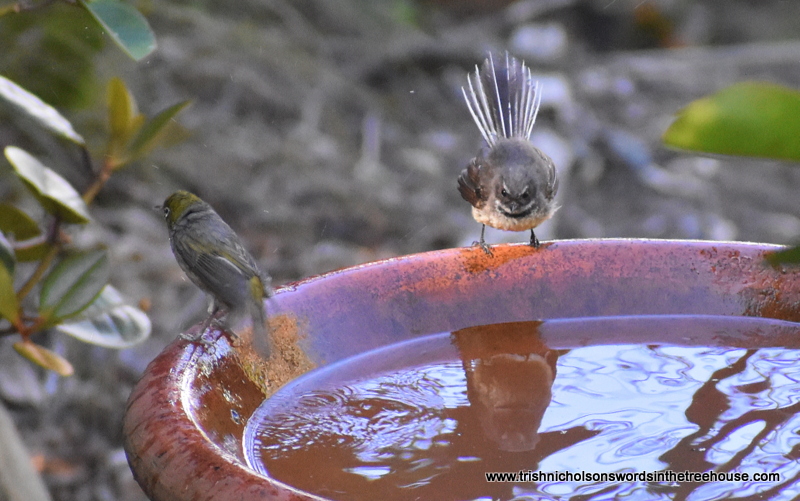 TrishaNicholson's tweet photo. The gangs all here. Very frisky this evening 😀 And pīwakawaka in reflective mood is not prepared to share.
#birds in #TheFiveAcreForest #nature #nznativebirds https://t.co/p5QXPfBVrH