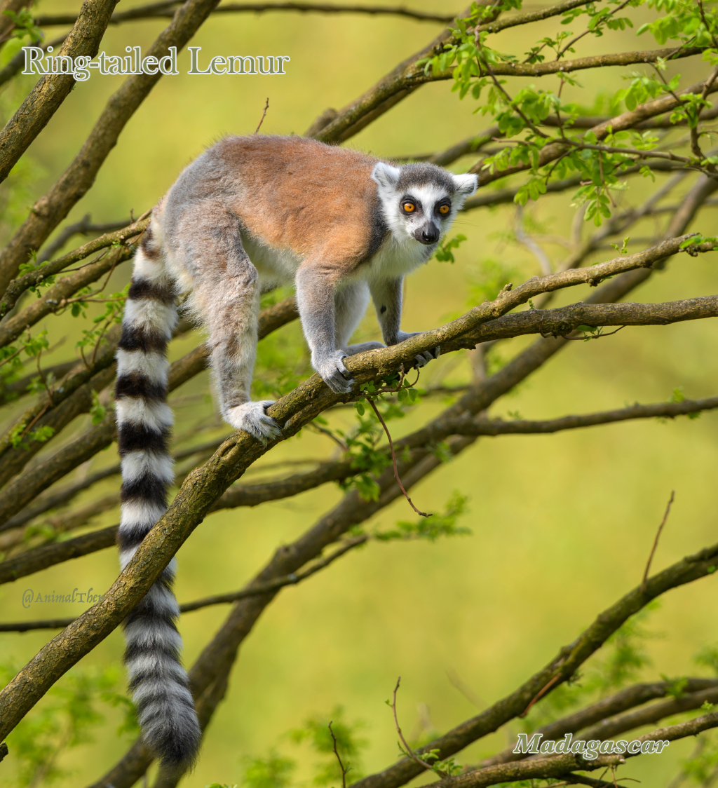Ring-tailed Lemur with long tail, Madagascar
.
.
.
#Lemurs
#infant
#pup
#RingTailedLemurs
#Omnivorous
#Primates
#AfricanWildlife
#AfricanAnimals
#MadagascarWildlife

#NatureShots #AnimalPhoto #Wildlife #English #NatureAddict #AnimalPlanet #WildlifeLover #EnglishClass #WildAnimal
