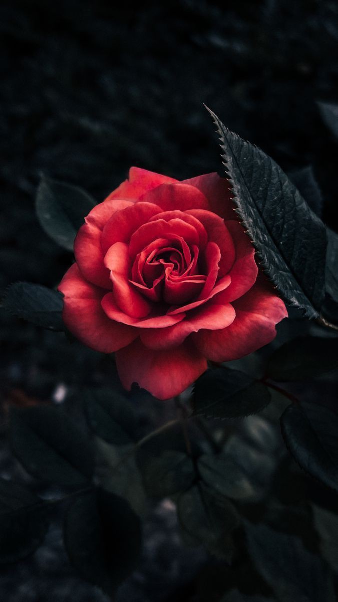 يااااااا رب
بين أمانينا وواقعنا
عليك وحدك في الحالين ...نعتمد