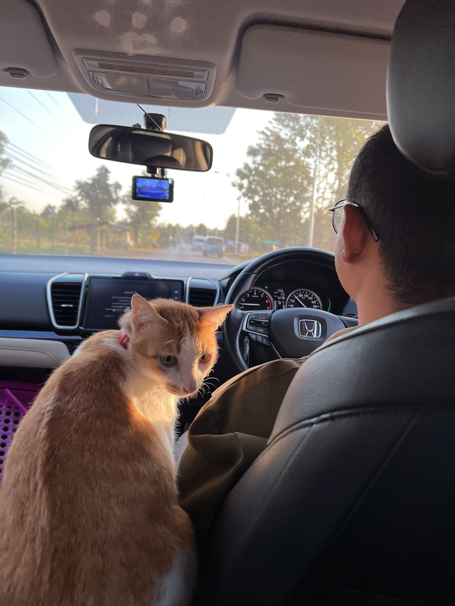 tuta_siblingcat's tweet photo. พิอ้วนคืออดีตแมววัดที่พ่อนังตัดสินใจเก็บมาเลี้ยง แต่พิอ้วนไม่รักพ่อนังเลยค่า ไม่เคยนั่งใกล้ ๆ จนวันนี้ขึ้นรถไปหาหมอ นังไปนั่งข้างพ่อเฉย พ่อคือแบบดีใจเว่อ https://t.co/kkixQ7idIp