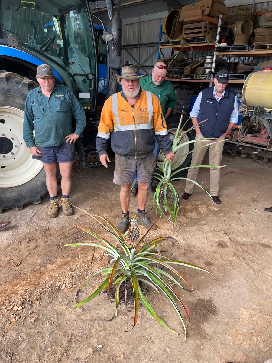 KochFertAust's tweet photo. A fantastic day with the @AuNutrien Yandina, QLD Branch and The Oakes &amp; Sons Pineapple/Sugar cane growers for sharing their stories.
Special thanks to Karl Tollner (Nutrien), Murray and Gordon Oakes (Oakes &amp; Sons) for their hospitality to the full KFAus team. https://t.co/pcPeYjYDXG