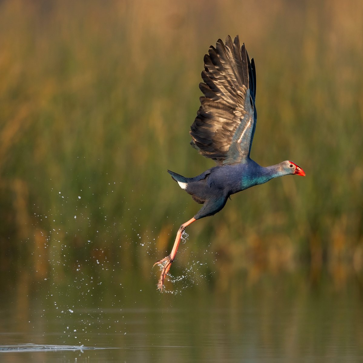 Run 😃

Grey headed swamphen at Kalar Kahar Lake 🇵🇰