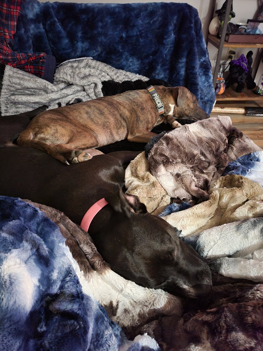 bsoc85's tweet photo. Korra is having a sleep over for her birthday. Her new friend Freya came to spend some time learning leash skills!
#crowded #training #leash #walk #nojump #korra #freya #girlsnight #sleepover #cuddles #RescueDog #Adopt #fosterfamily #pitty #whatbreedistheotherone? https://t.co/mOZs0Z4wNQ