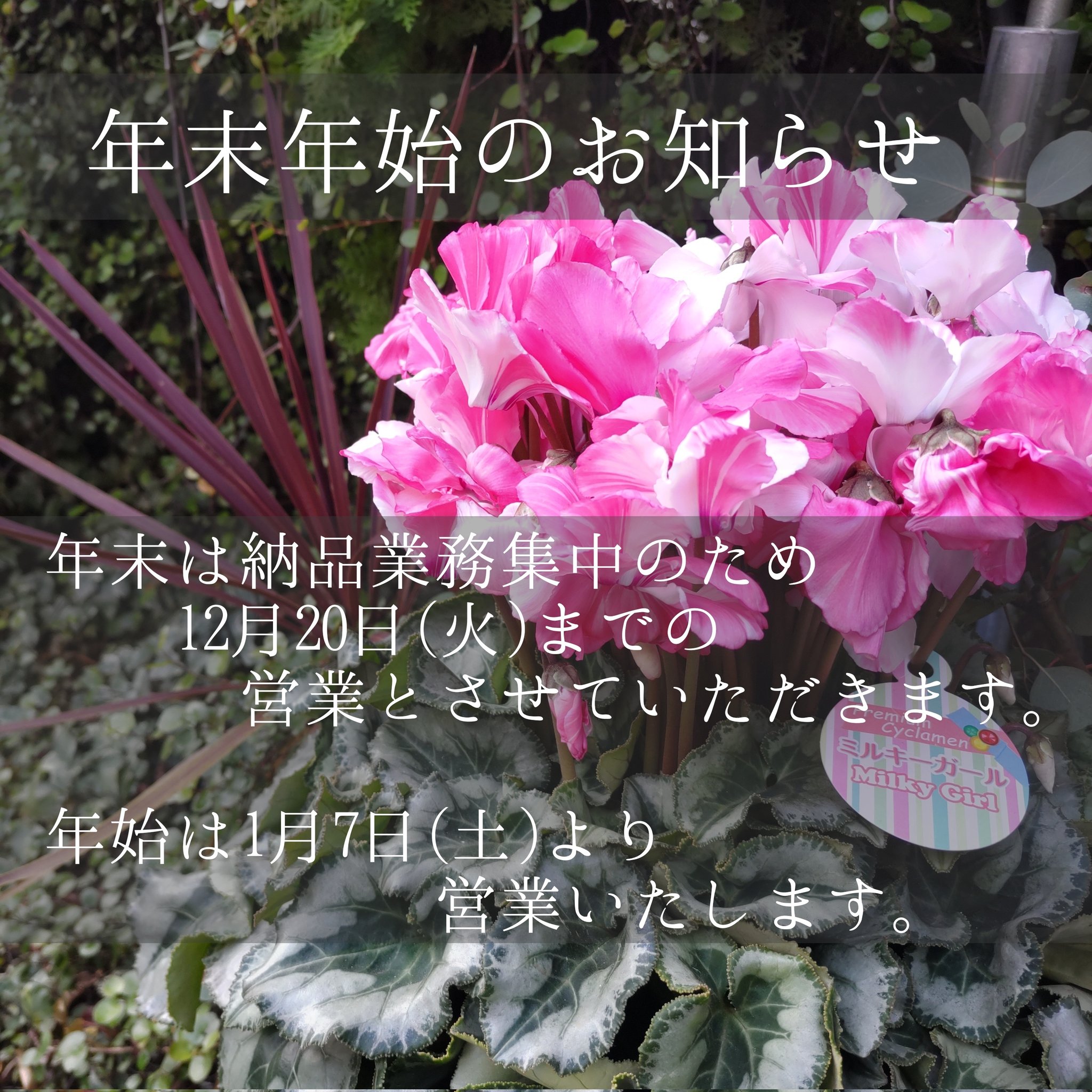 園芸専科 花見鳥 Hanamidori Cube878 Twitter