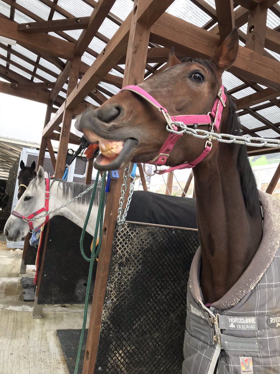 こんにちは☀️#馬site🐴です!
#ルシャドール どうしたの!?💦
どうやらフェロモンを嗅ぎ分けようとフレーメン反応が起きているようです!👀
その隣では自分には関係のないとのんびりしている #アポロホープ
そんな2頭が気になるのかのぞき込む #ワーウルフ なのでした
#今日も可愛い
#馬にーず