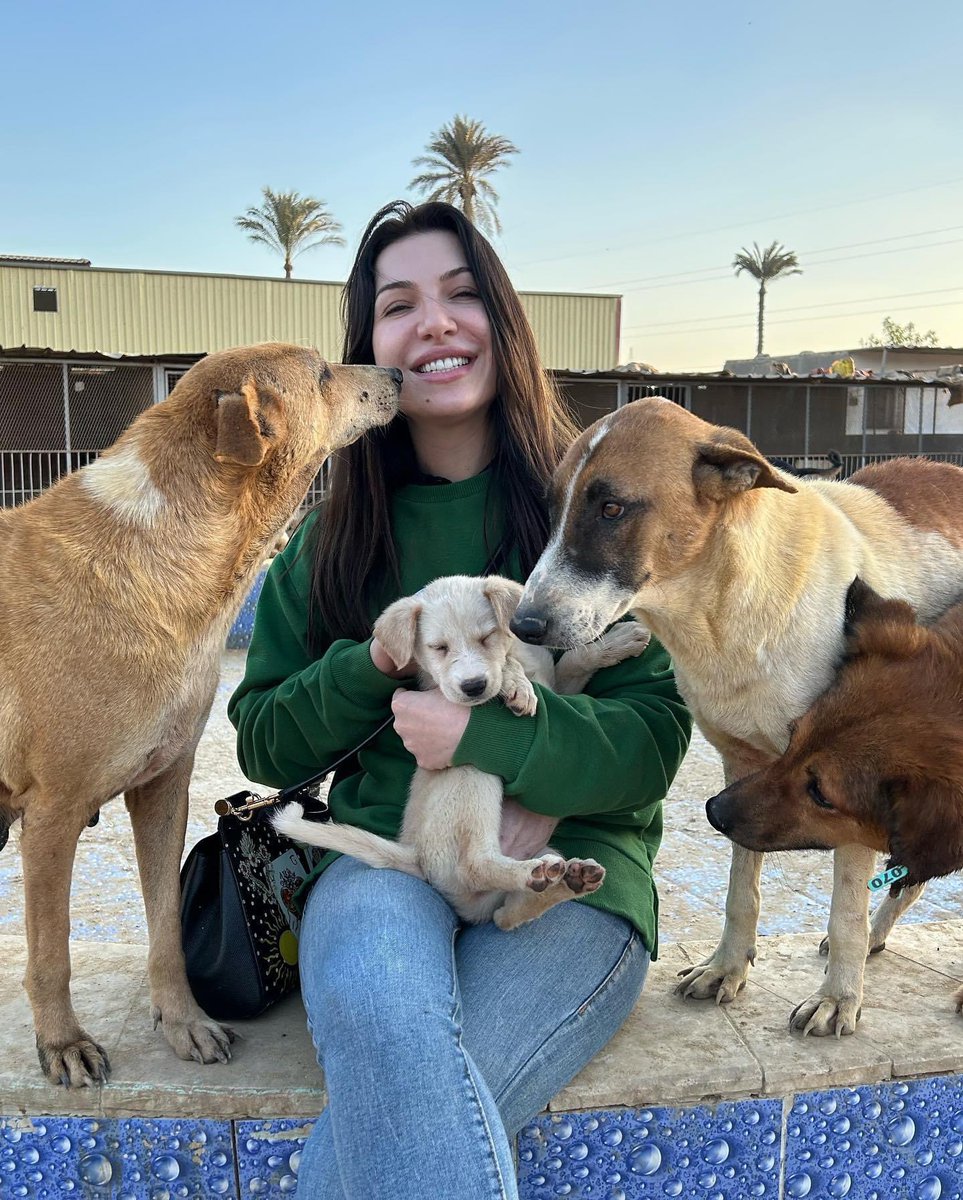 CARTegypt's tweet photo. Only 200 left to fill the dogs food fundraiser please help https://t.co/CRR4erirrd https://t.co/LCJxMM2KMf