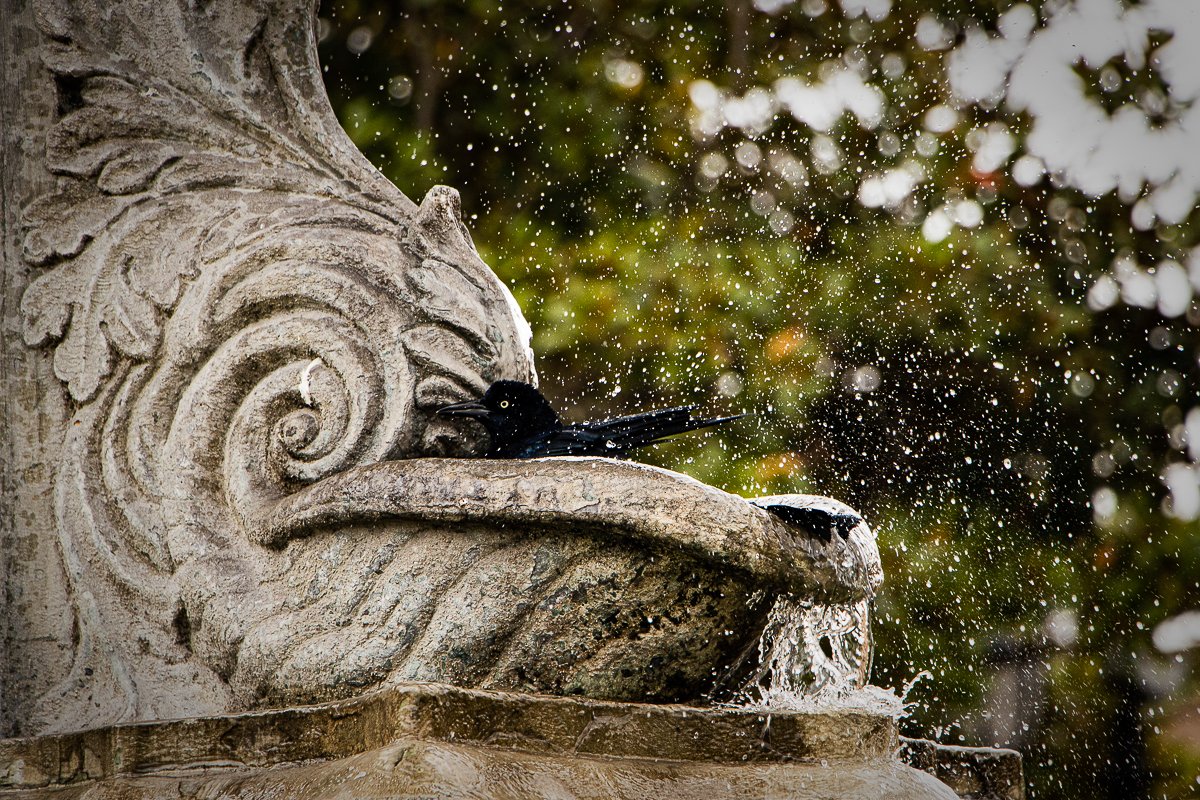 ricardoromal's tweet photo. Antes de que termine el año, van mis tomas que más me gustaron en el Diplomado de Foto y Retoque Digital de la Universidad Cuauhtémoc SLP

#ThrowbackPhoto #DiplomadodeFotografíayRetoqueDigitalUCSLP #UCSLP #SLP #México #fotografía #foto #photography #photo #Canon #90D #Lightroom https://t.co/EYpRDCygqE
