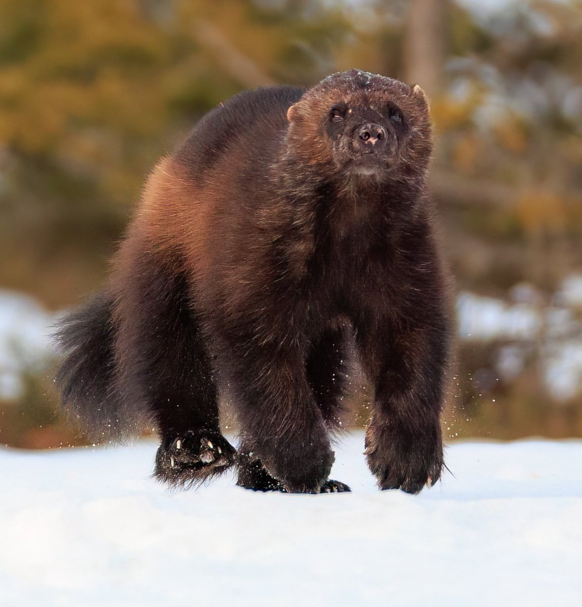 KRossinen's tweet image. Ahma auringonlaskun aikaan liikkeellä. #gulogulo