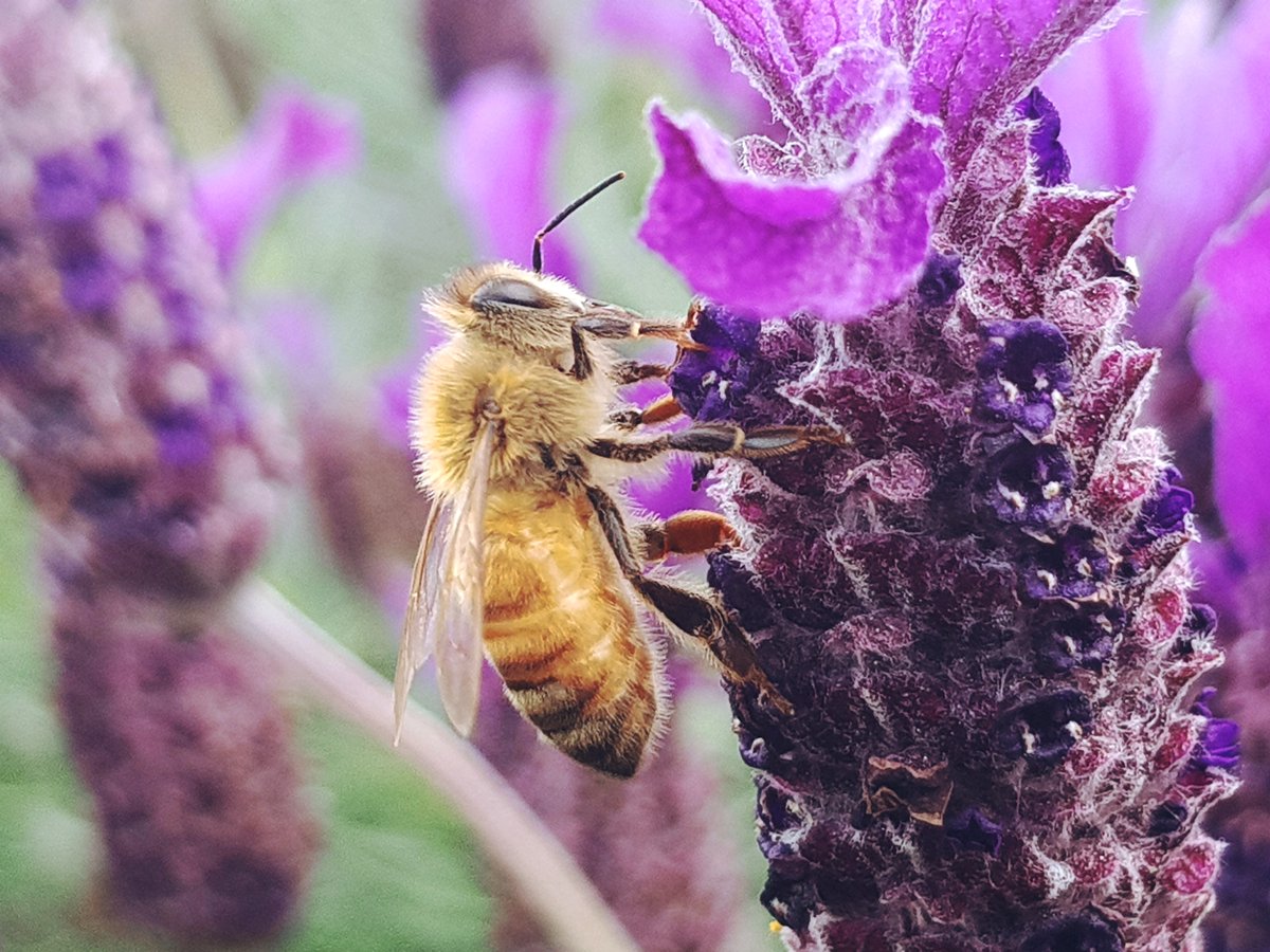 BugWeedMarts's tweet image. #FunFactMonday honeybees have hair on their eyes.