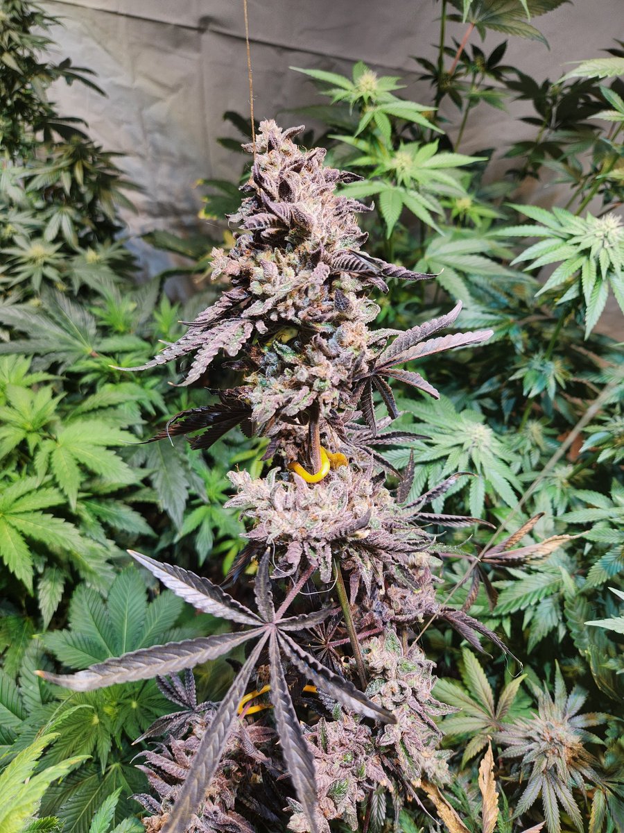 #smacin x #fpogbx1 almost ready to harvest and needed some support. Huge buds. Loud licorice smell. #indica #sativa #cannabis #growyourown