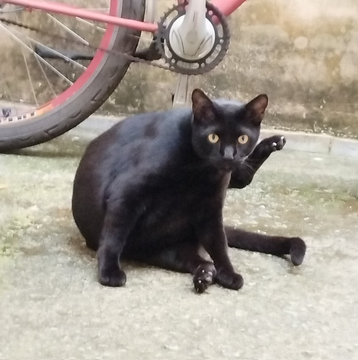 lésbica rivotrilzada tweet media