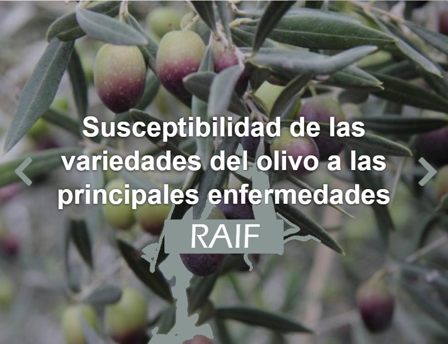 RAIF_noticias's tweet photo. El uso de variedades de olivo resistentes a las principales enfermedades es medida eficaz del control integrado de plagas.
#RAIF #olivar #controlintegrado #usosostenible
https://t.co/xTlnlOhkcK https://t.co/EBfH4rPaUo