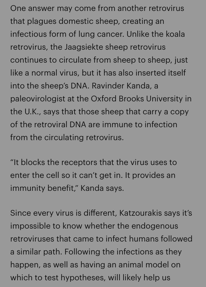 SixandLaura's tweet image. notes.

#animal_model
• endogenous retrovirus, (sheep, koalas) 
pbs.org/wgbh/nova/arti…