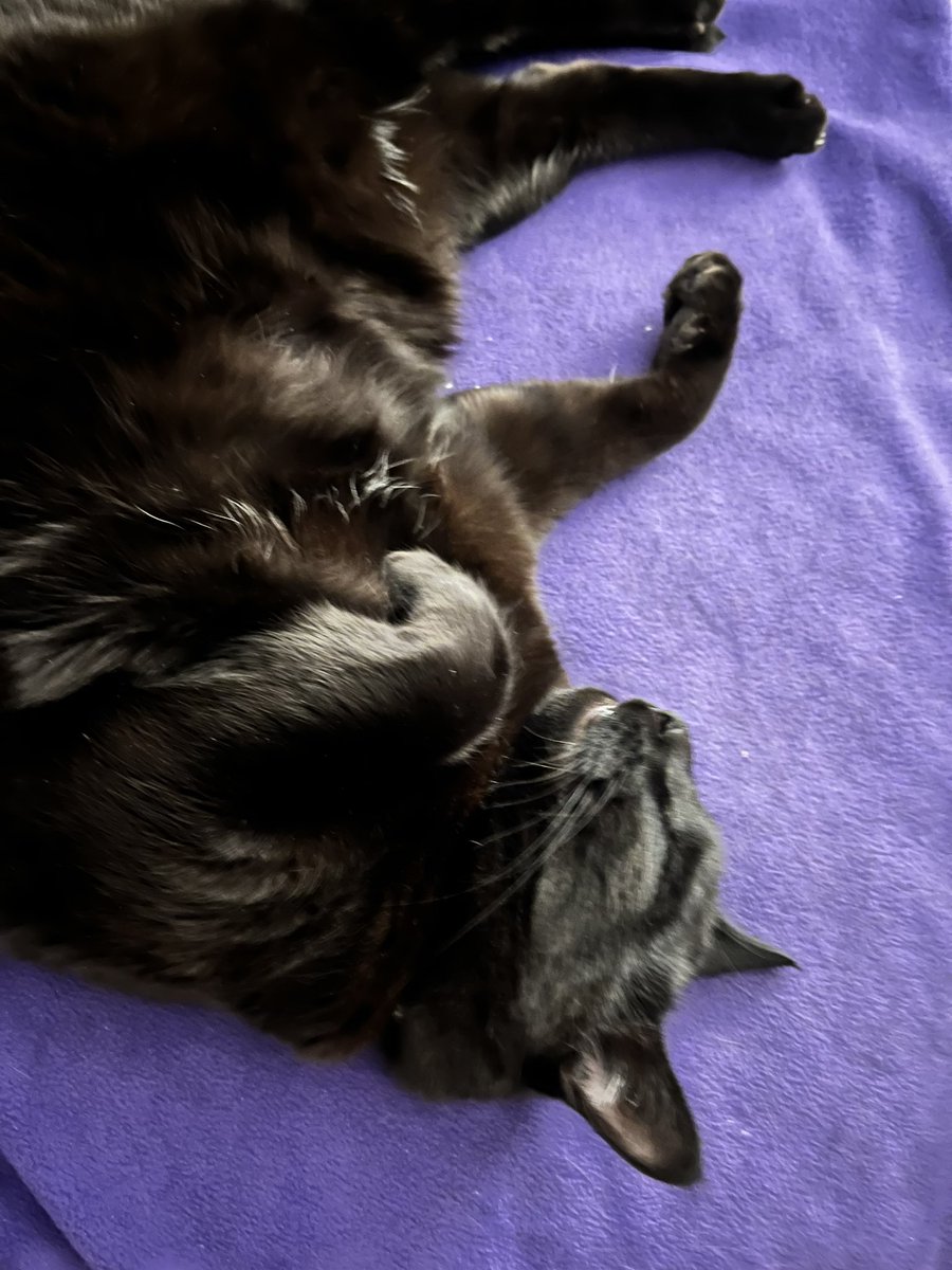 MichRabe's tweet photo. @seananmcguire Corvo The Magnificent, The Big Murr, First of His Name, Protector of the Void, Master of the Portal, Flinger of the Litter,  Slayer of Jingle Bells and Empurror of Boxes. https://t.co/K1voa6svAL