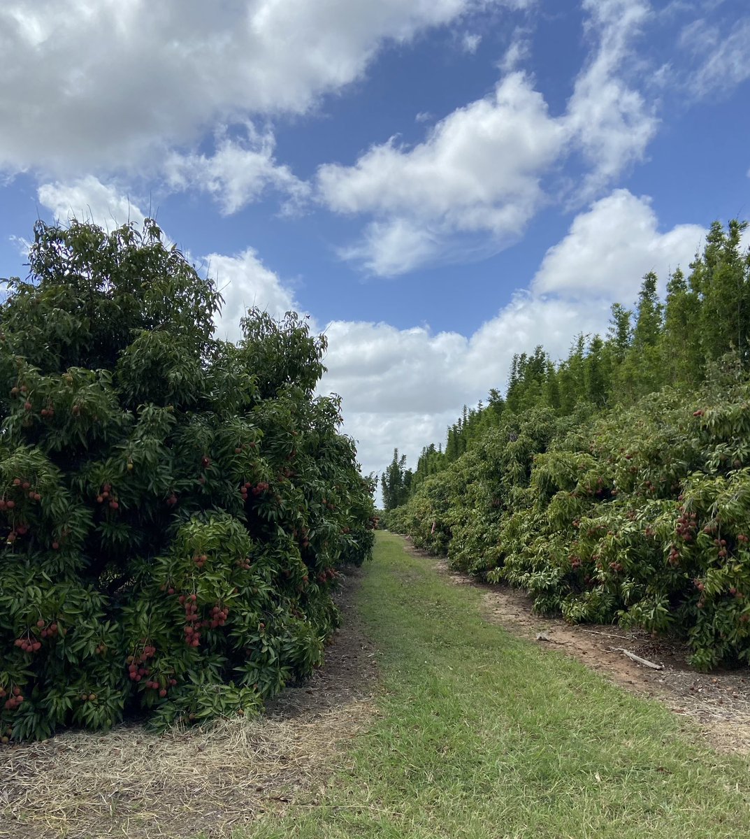 Lychee season is back. Last field visit for this year #pollination #lychee #fieldwork #horticulture
