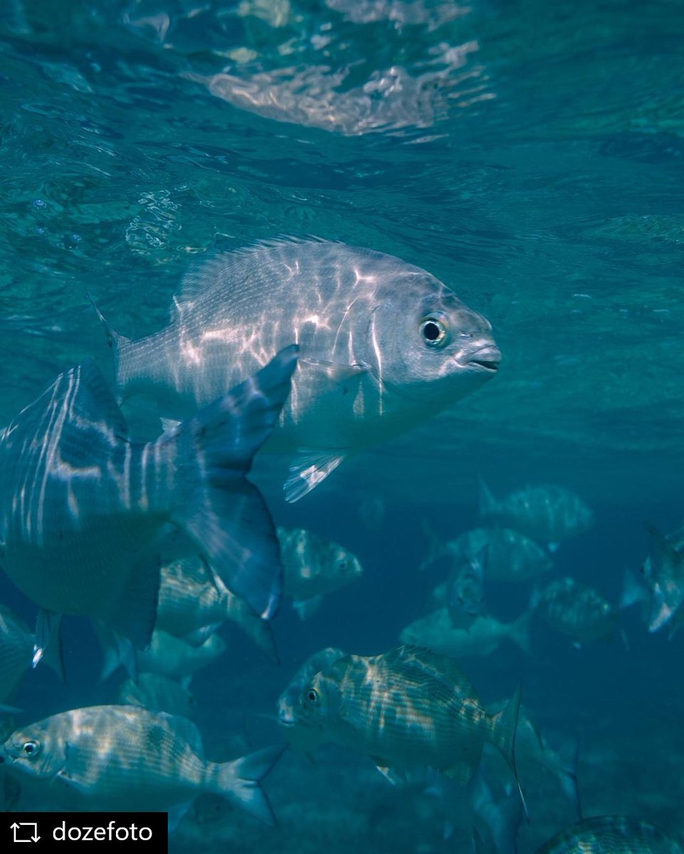 🐟 El youtuber Greg García, más conocido como <a href="/dozefoto/">Greg García</a> ha probado la carcasa de <a href="/AquaTech_AxisGO/">AQUATECH</a>  para su Canon EOS R6 II y estos son algunos de sus resultados

📲 Disfruta de las rebajas de Aquatech en
robisa.es/shop/54-promoc…