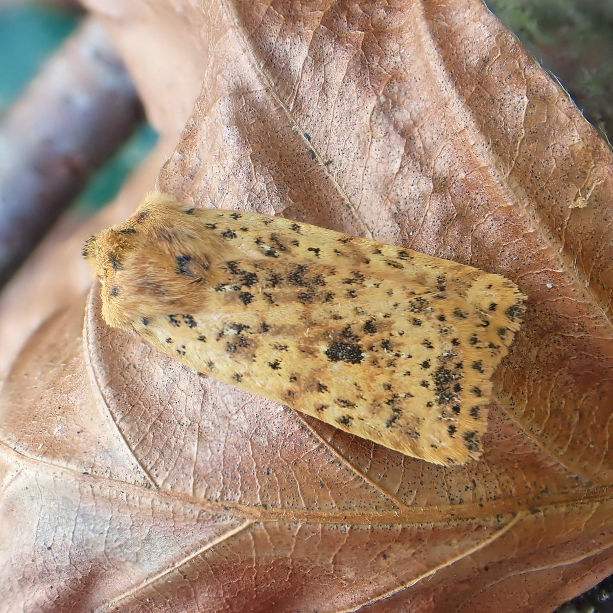 2022 #moth highlights: Local Glos 'away' trapping provided some good records: White-marked (Box Wood, 1st 10km sq record this century), Light Feathered Rustic (1st Rodborough Common record this century), Frosted Green (Box) and Dotted Chestnut (Stanley Woods) both new for tetrad
