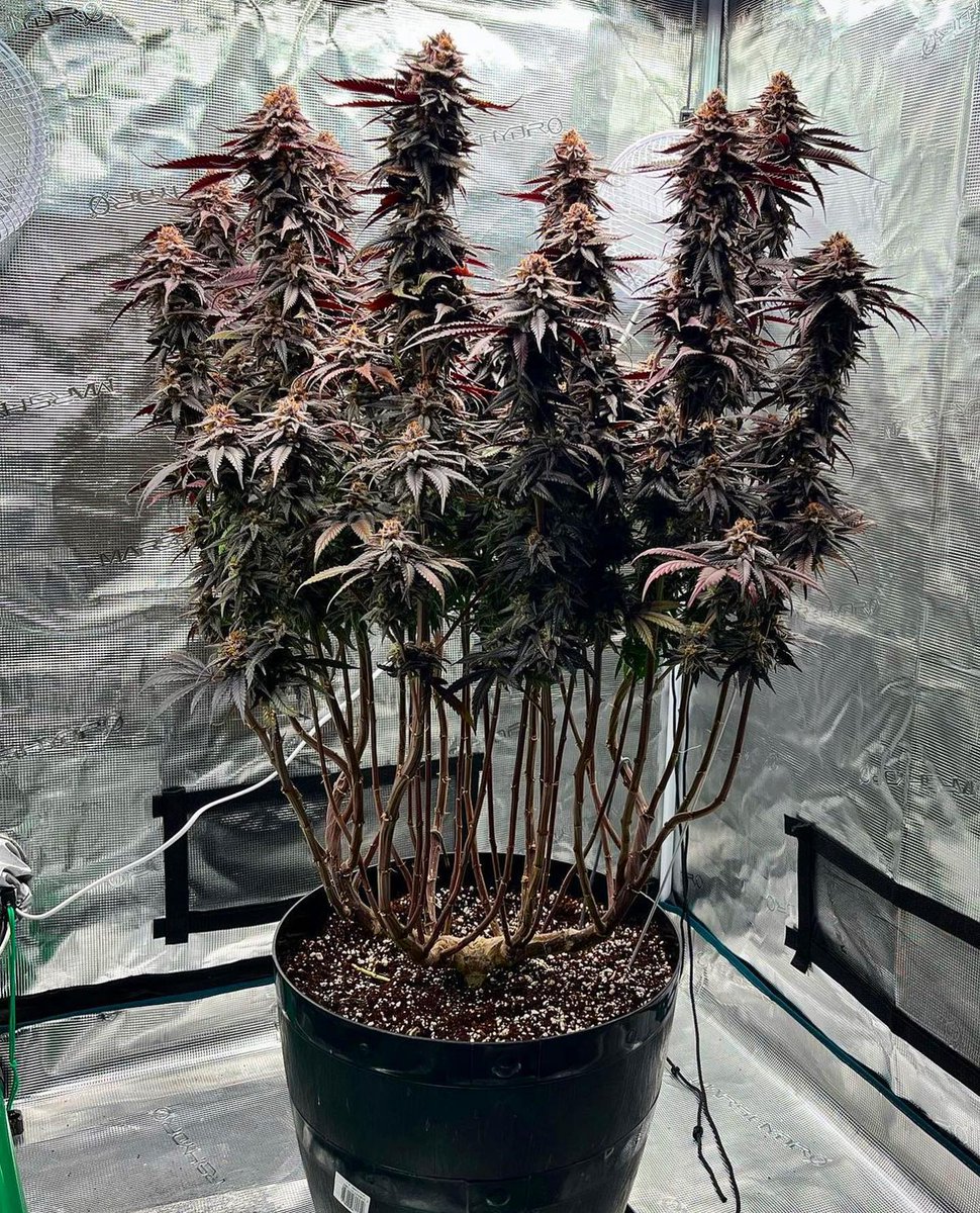 SensiSeeds's tweet photo. We still can’t get over this grow of our Screwdriver OG by baby_green1202. Hopefully we’re not boring you.. and otherwise we can spoil that he’s bringing some of our oldschool genetics to the table next. New cycles will include Skunk #1, Black Domina and Jamaican Pearl! 🌳🌞 https://t.co/1U9DvzmREk