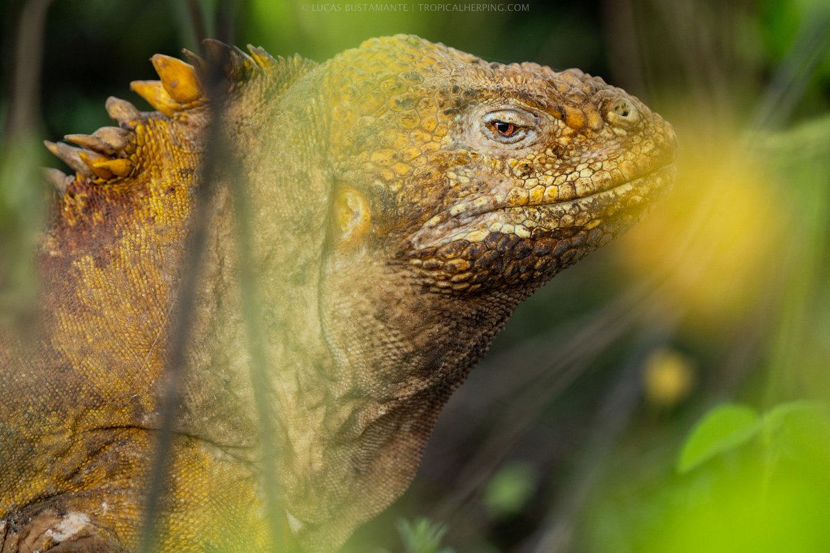 Tropical Herping (@tropicalherping) on Twitter photo Which one is your favorite #Galapagos Iguana? 🤔
Check out our updated calendar for 2023 and 2024 at the following link ☝🏼️
tropicalherping.com/Links.html
Photo by TH 📸 <a href="/luksTH/">Lucas Bustamante</a>
#Ecuador #Travel #bucketlist Which one is your favorite #Galapagos Iguana? 🤔
Check out our updated calendar for 2023 and 2024 at the following link ☝🏼️
tropicalherping.com/Links.html
Photo by TH 📸 <a href="/luksTH/">Lucas Bustamante</a>
#Ecuador #Travel #bucketlist