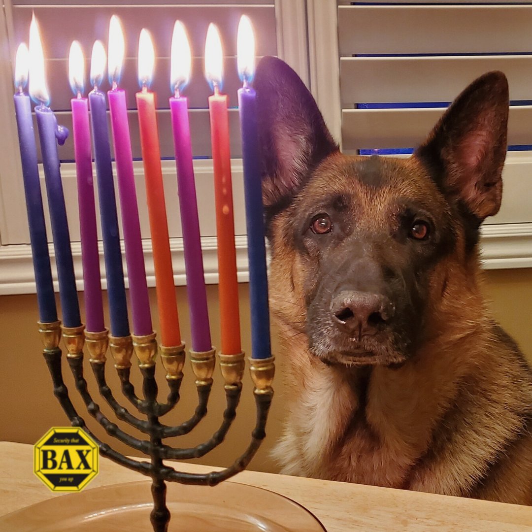 baxsecurity's tweet photo. Ralph the Security Dog was happy his family stayed safe with BAX Security this hanukkah even when he wasn't home to protect. 🐾 🏡 https://t.co/6kofeW0B4p