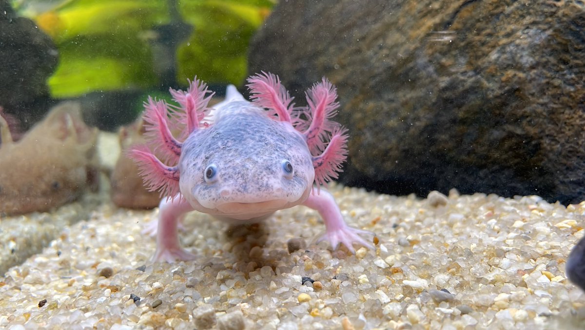 Süße #Axolotl