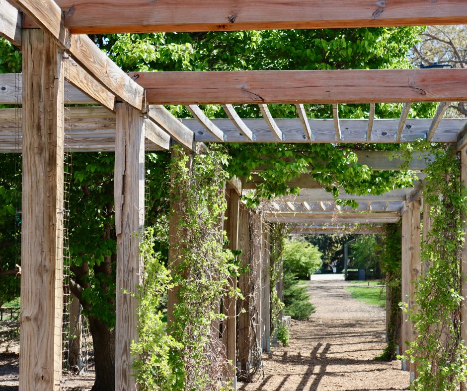 Southern_Pine's tweet image. The holiday break is a perfect time to start your trellis before the spring season! As always, pressure-treated Southern Pine lumber is the perfect choice! ow.ly/WoXH50M7ARU

#outdoorliving #DIY #backyardproject #southernpine #wood #lumber #weekendproject #trellis