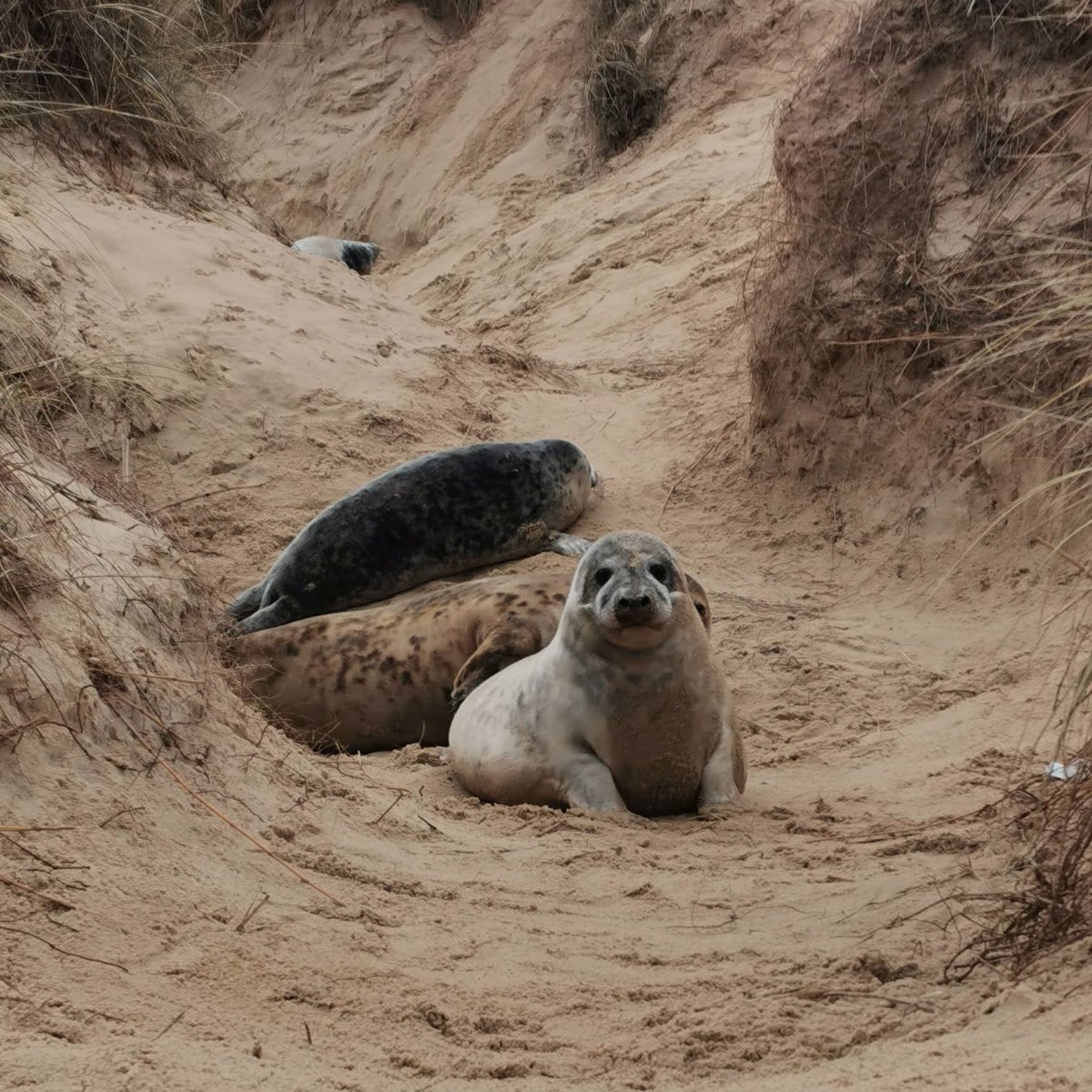 Hubby took me to see the seals today and this chap was probably my favourite