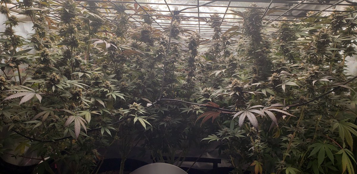 Pyedbryan's tweet image. This was just before harvest, can&apos;t wait to taste!   Elev8 Gorilla Treats.