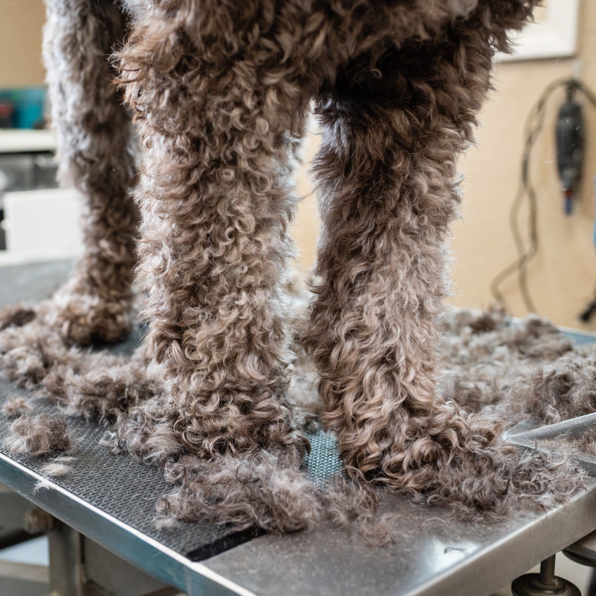 ACutAboveNY's tweet photo. Let's give your pet a good start to 2023 with a fresh cut. Call us at (212) 877-7778 to set up a grooming appointment. https://t.co/7v6ctSsgrc