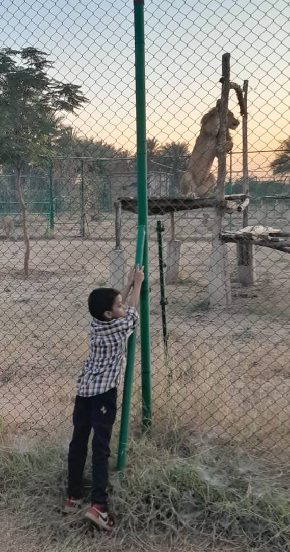 Awadkona1's tweet photo. الغروب بمحمية و حديقة السودان للحياة البريه .
مروان الصغير والأسد يمارس الرياضه 😂😂😂
#محمية_السودان 
#الخرطوم 
#الهلال_النصر https://t.co/Ptnf4DacZP