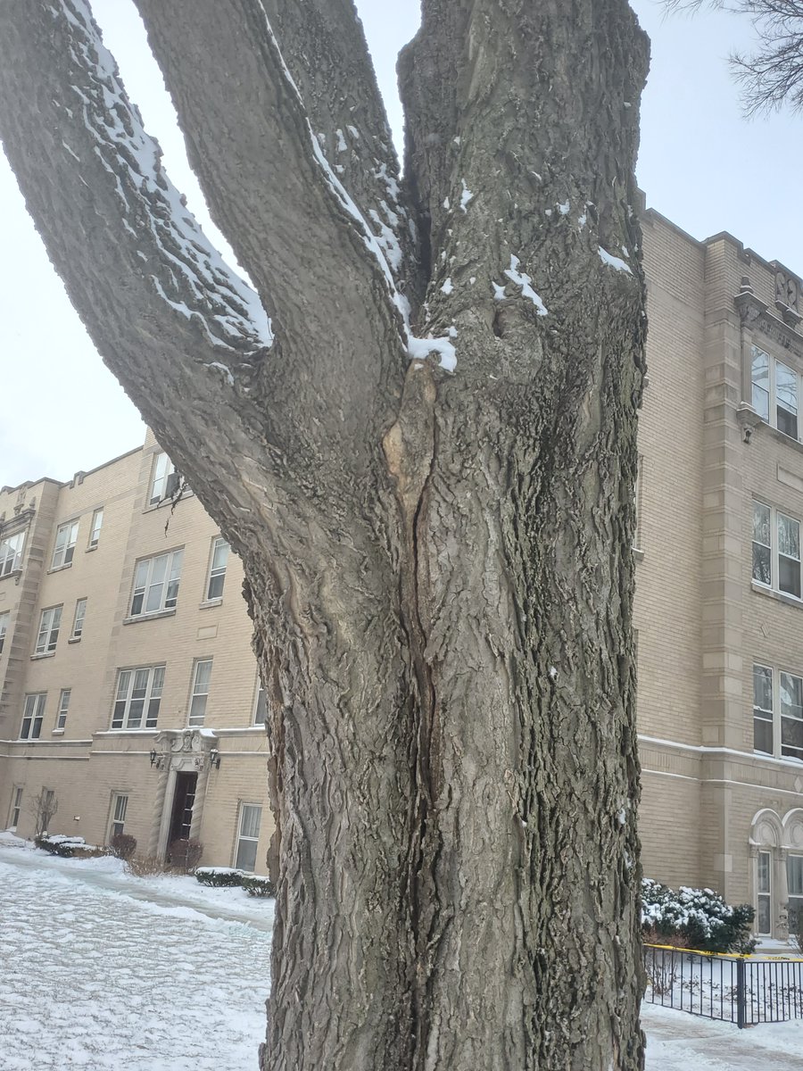EvanstonPublicWorks tweet media