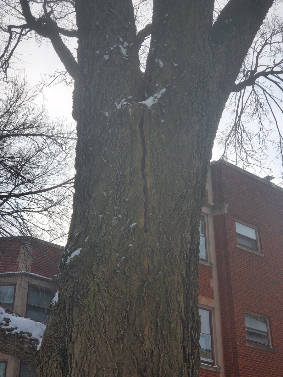 EvanstonPublicWorks tweet media