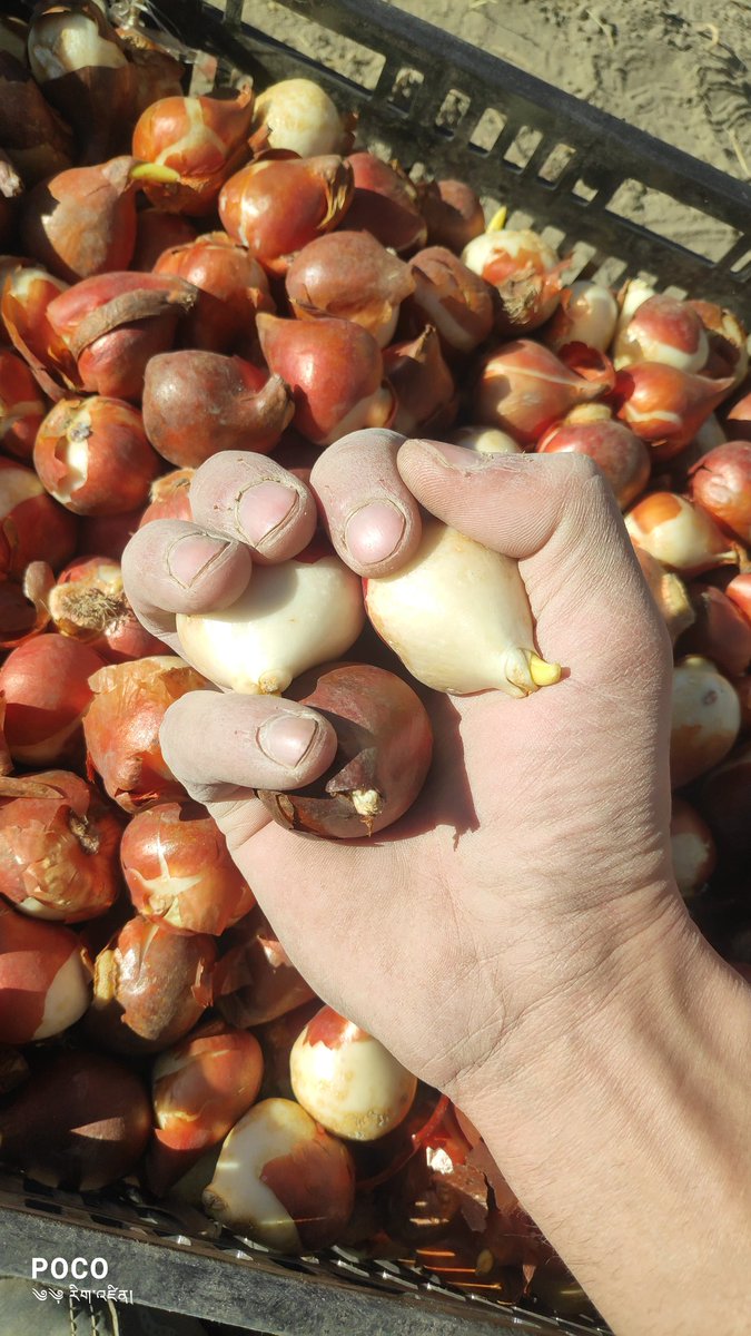 RigzenTsewang's tweet photo. Hand of a farmer but with gold 😛
#tulips #lehTulips #LadakhTulips #flowersleh #flowerLadakh #csirihbt #utladakh #organicfarming #MissionFloriculture #ihbt #icar #agribusiness #organicladakh https://t.co/2iMVMNsbzM