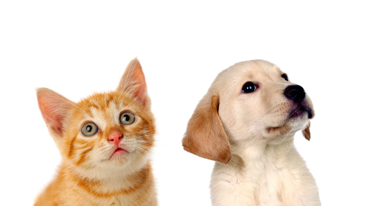 caesgatos's tweet photo. Royal Canin dá dicas de como se preparar para ter um pet e ser um bom tutor. Saiba o porquê é importante pesquisar antecipadamente o perfil do pet e organizar sua chegada ao novo lar 🏡 https://t.co/mqm09PirOj #cãesegatos #RoyalCanin #pets #tutores #cuidados #preparativo #novolar https://t.co/LqXX1676dt