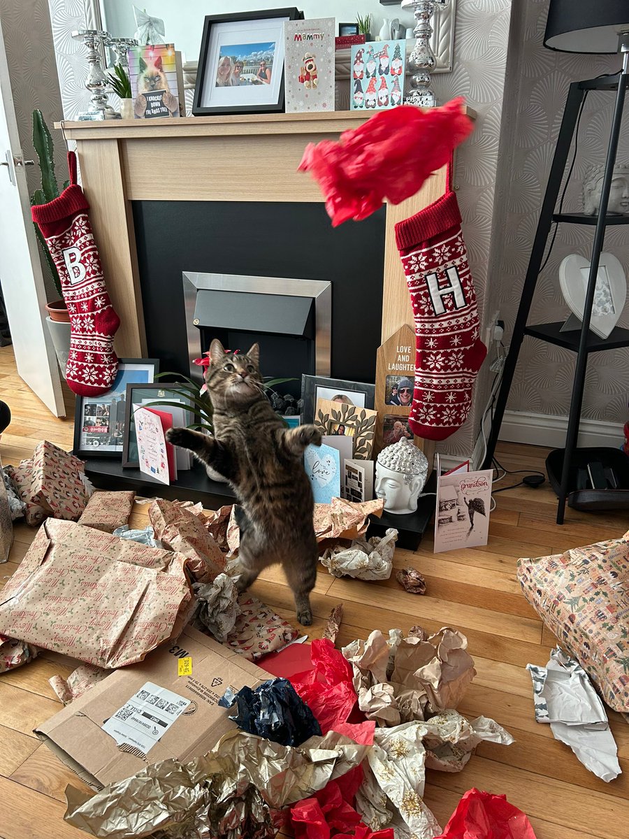 “Look, I just walked in and all these presents where open.” Our Leo loving life.  #CatsOfTwitter