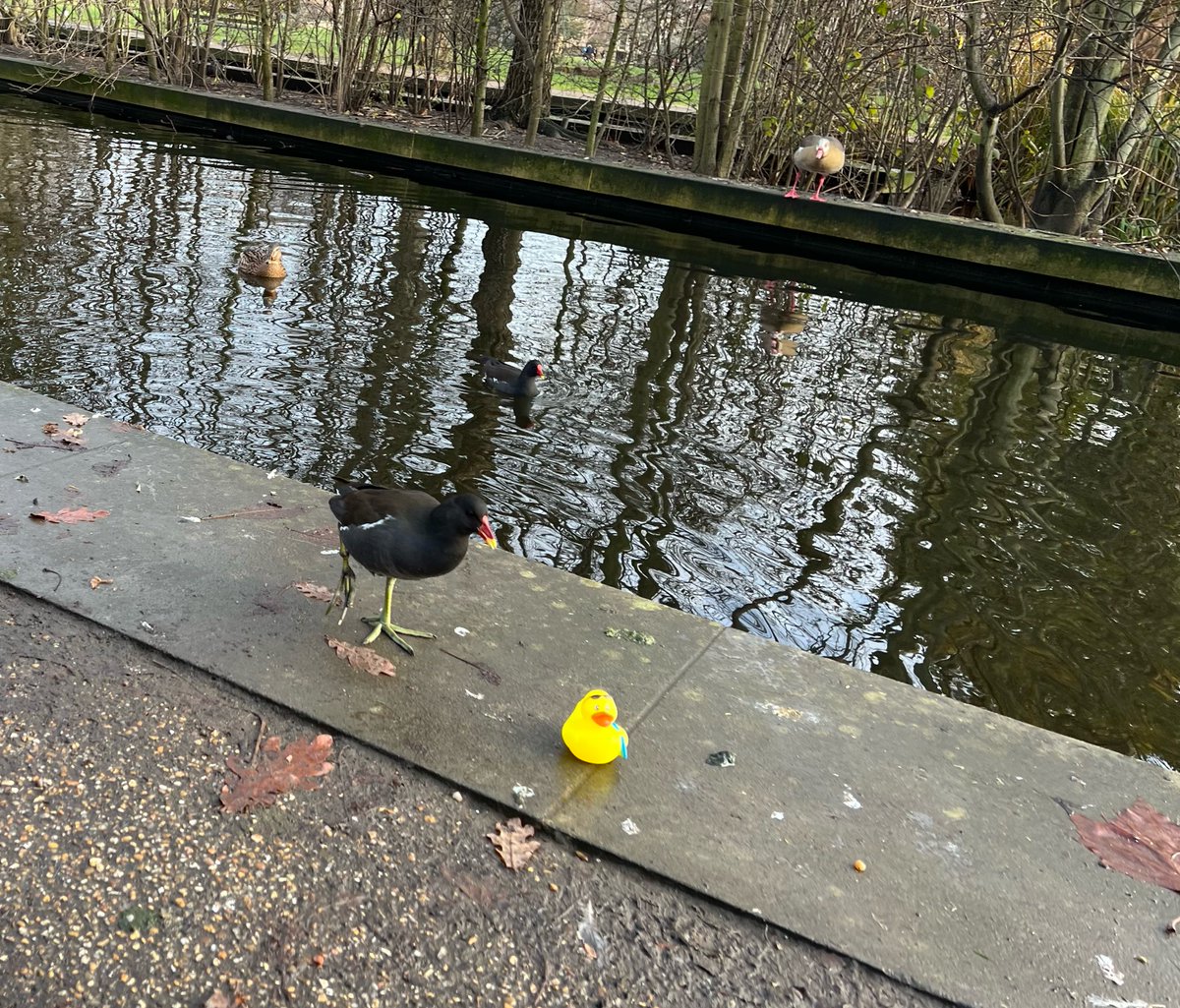 DuckDiveDuck's tweet photo. This could have been the start of a beautiful friendship or it could have ended in disaster. I decided not to wait around long enough to find out. #MoorhenMayhem https://t.co/QmqTUVGRzr