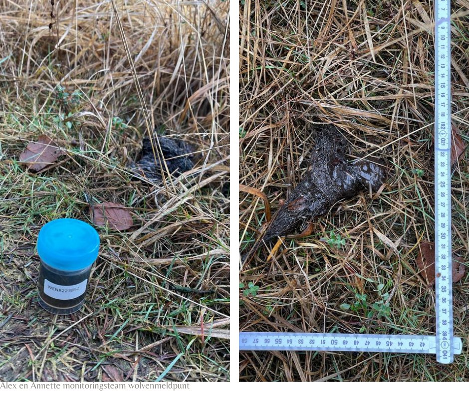 Vrijwilligers ontdekken een wel hele verse drol, "deze lag er op de heenweg nog niet!".

Als uit DNA-onderzoek blijkt dat het een wolf is dan zien we de bijbehorende code terug in het volgende kwartaaloverzicht.

Sporen van wolven gezien? Meld ze via bit.ly/3FTEWoN