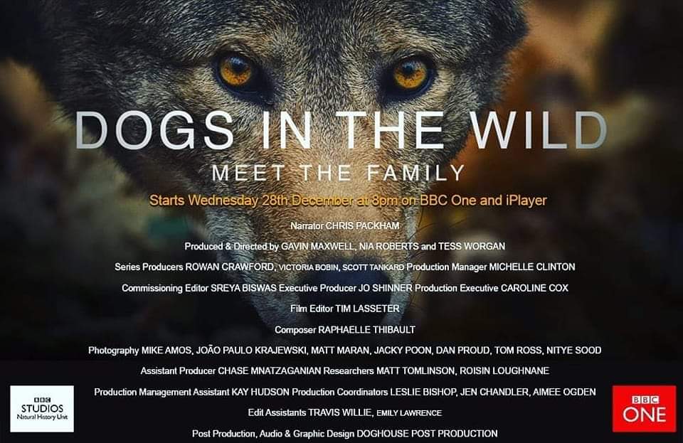 Hey you! Like dogs? Then please watch this on Wednesday 28th of December at 8pm on BBC One. Made by lots of talented humans... and me.

#dogsinthewild #BBCOne #bbcnature #bbcearth <a href="/BBCEarth/">BBC Earth</a>