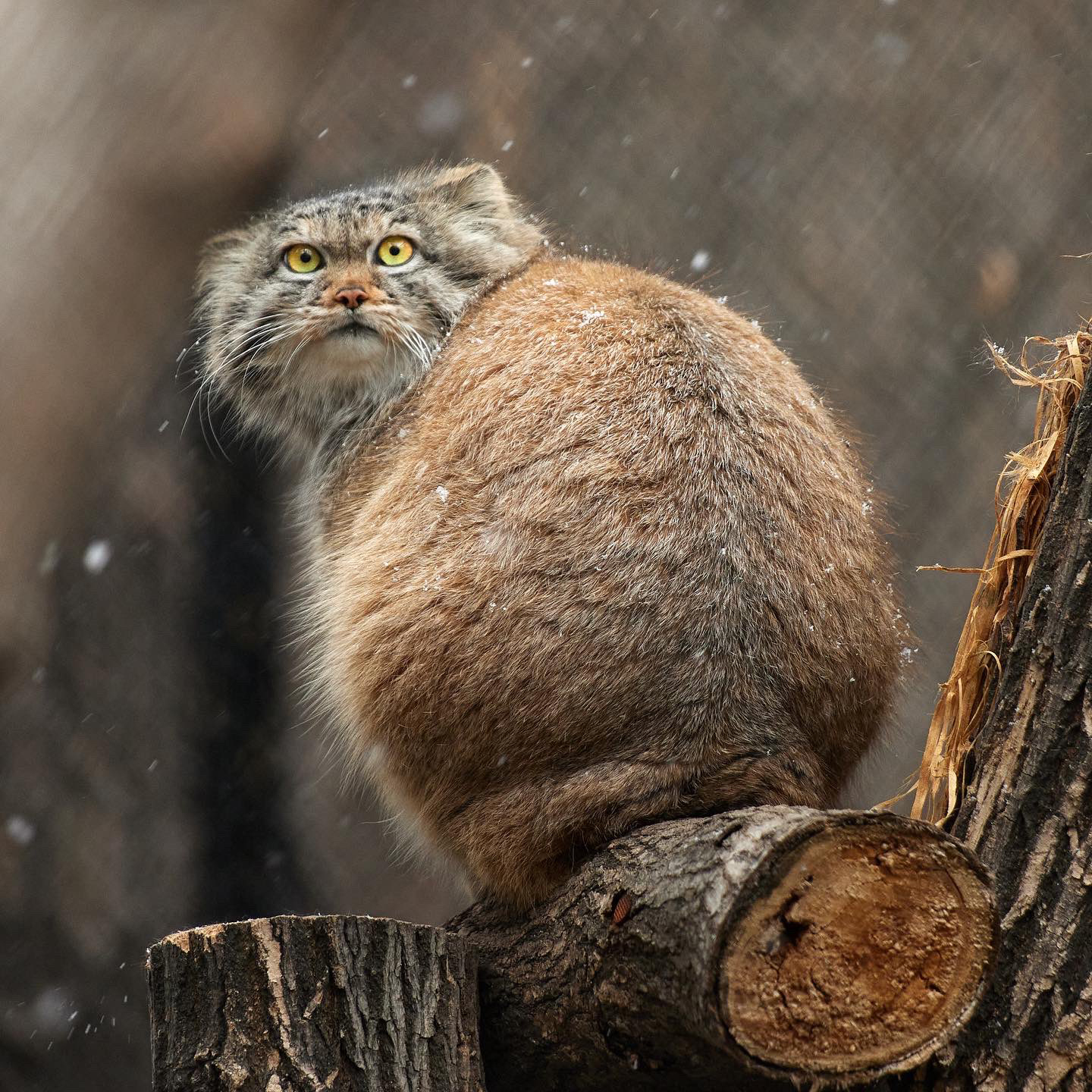 Pallas Cat Gif