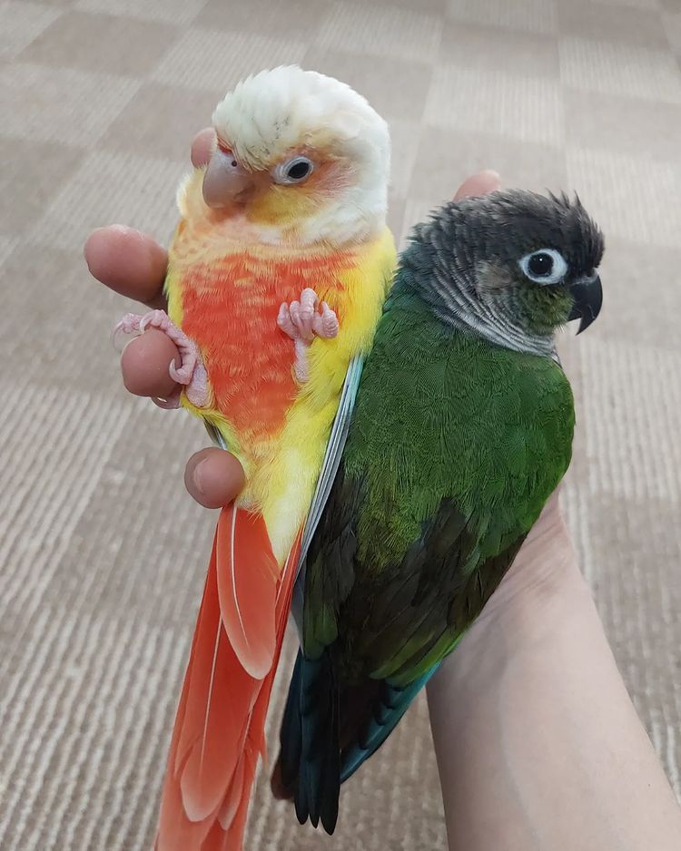 parrot_african's tweet photo. Beautiful conure colorππππβ€οΈ
https://t.co/uW4ZqK5Csa
#conure #conureparrot #conurelover https://t.co/jTdYJrH2LD