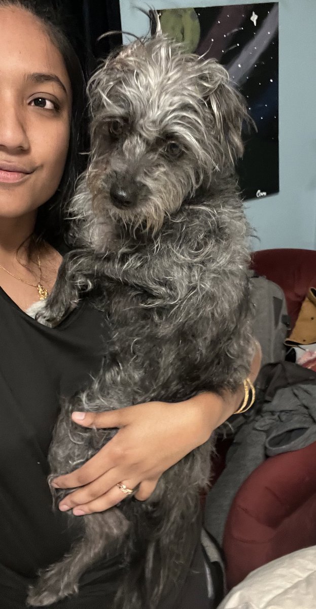 broti gupta on Twitter "Had an incredible time holding this dog like a