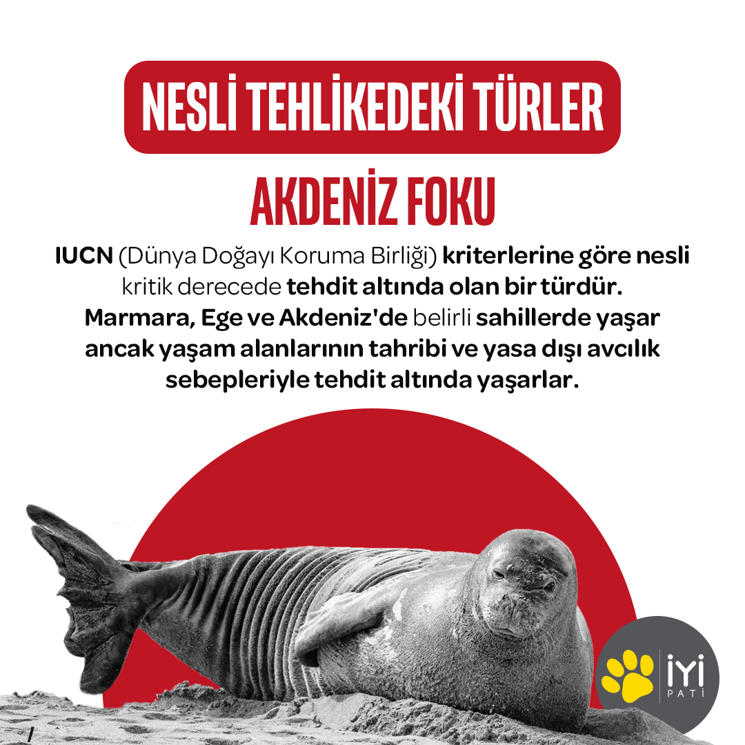 ❗️Nesli Tehlikedeki Türler: Akdeniz Foku 📌Günümüzde, insan faaliyetleri nedeniyle türlerin yok olma hızı 1.000 ila 10.000 kat daha hızlıdır. Bunun nedenleri, habitat kaybı ve bozulması, aşırı avlanma, istilacı türler, iklim değişikliği ve nitrojen kirliliğidir.