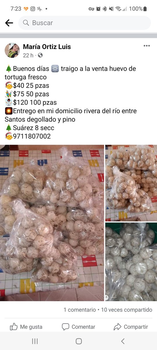 levialdas's tweet photo. Como es posible que aun exista la venta de huevo de tortuga tan libremente😡😤🤬. Hagan algo @GobOax @GuerrerosOax @GobiernoMX @eduardomurat @lopezobrador_ @AristeguiOnline @UnoNoticias @Foro_TV @Azteca @NTelevisa @KitziaMitre @PROFEPA_Mx https://t.co/9wN56FXjHe