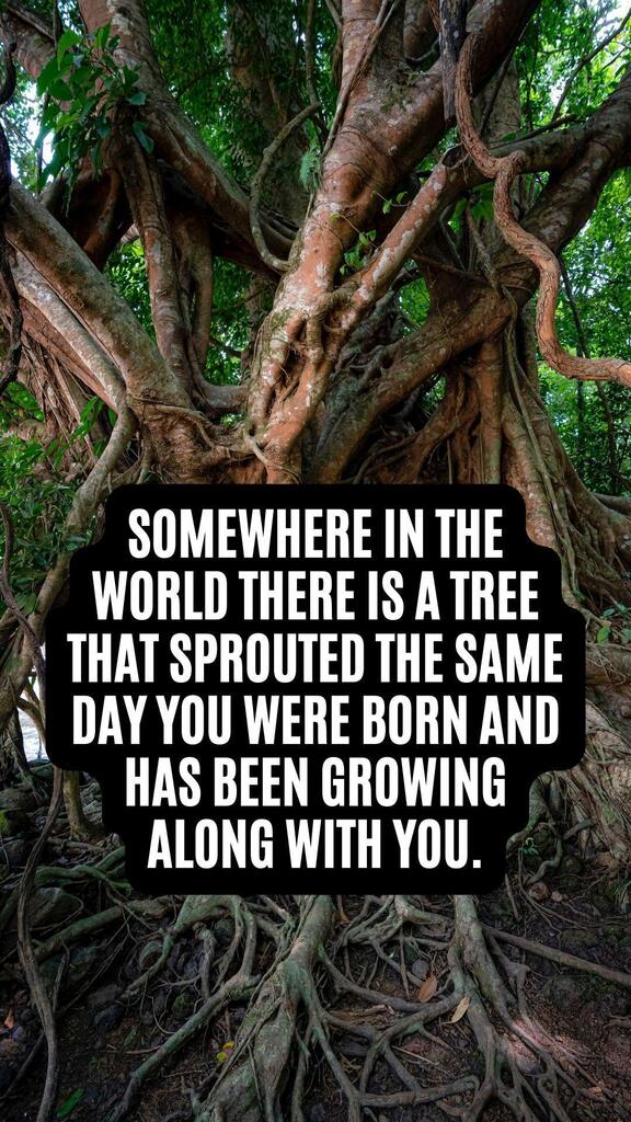 quotescase's tweet photo. Somewhere in the world there is a tree that sprouted the same day you were born and has been growing along with you. [1080x1920] #quotes #quotestoliveby #quotestagram #quotesoftheday #quotesdaily #quote #motivation #life #inspiration #motivationalquotes #happiness #positivev… https://t.co/Hg7fhu3rEk