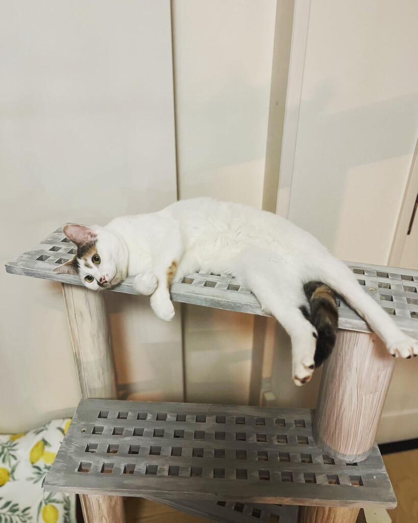 Chiii_chi__'s tweet photo. (=^x^=) 
#キャットタワー　#猫 #ねこ #保護猫と暮らす #猫のいる暮らし #にゃんすたぐらむ #猫部　#ペコねこ部　#nyancon01 #sippoストーリー
#cat  #고양이　#catstagram #catlife https://t.co/FG0G2DWwKu https://t.co/fB5UwTVV7V