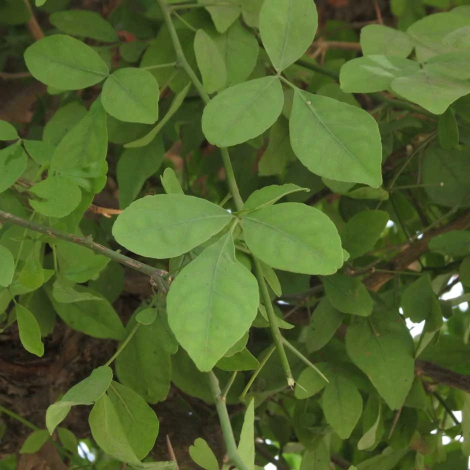 rathi0102's tweet photo. Aegle marmelos or வில்வம் can be used to assist with,emesis,diabetes diarrhea,and piles. It contains stomachic, laxative, febrifuge,astringent and digestive action.#siddhaday https://t.co/ZuLfyZTeXw